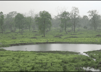 Wildlife returns to Dzombabi as habitat efforts begin to pay off